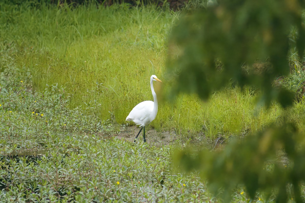 Great Egret - ML600669651