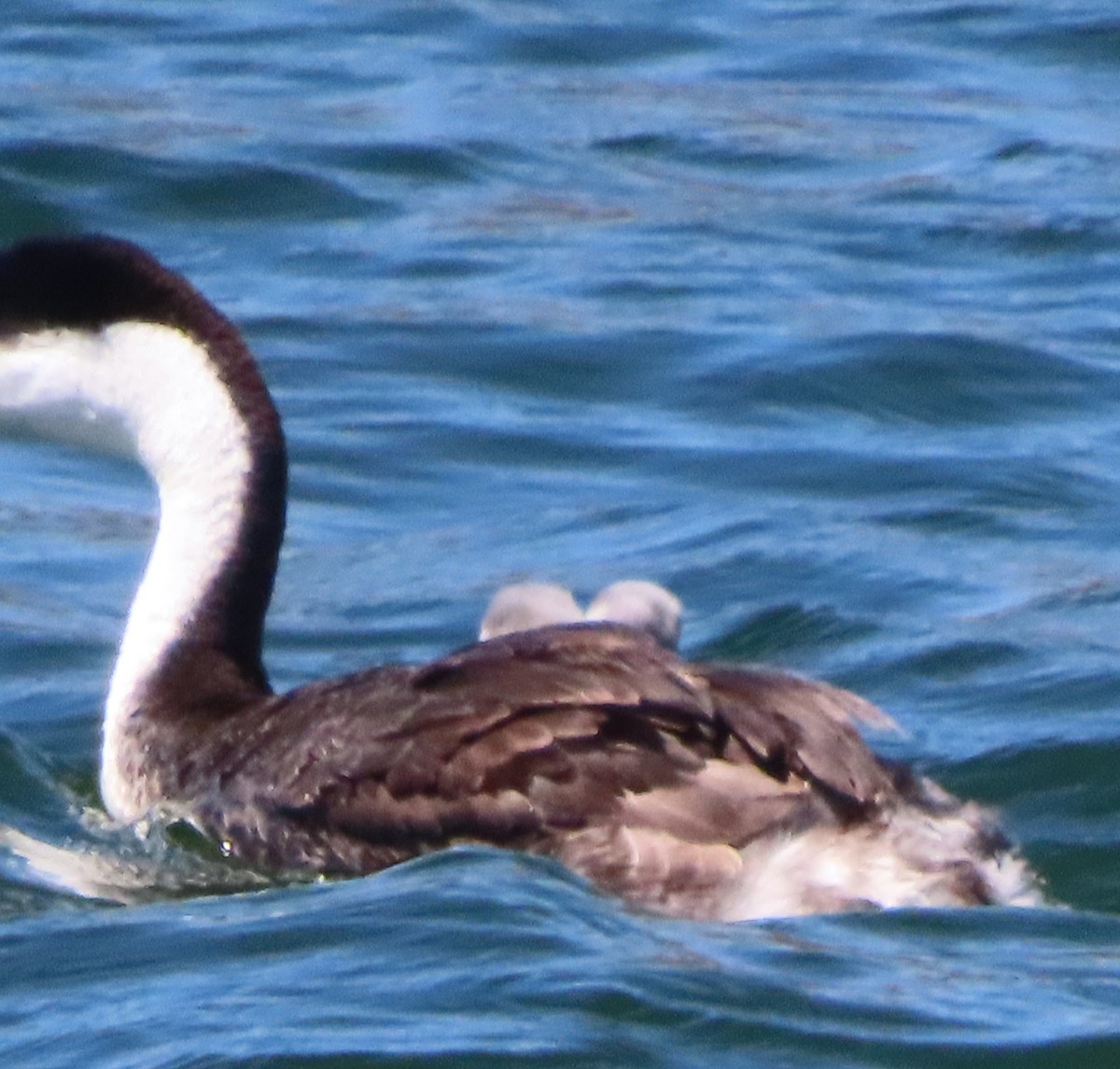 Western Grebe - ML600669851