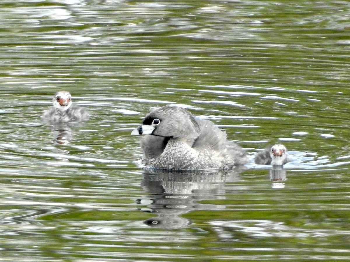 Pied-billed Grebe - ML600670371