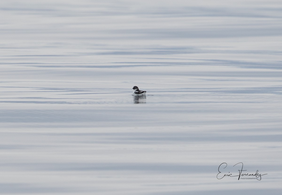 Least Auklet - ML60067061