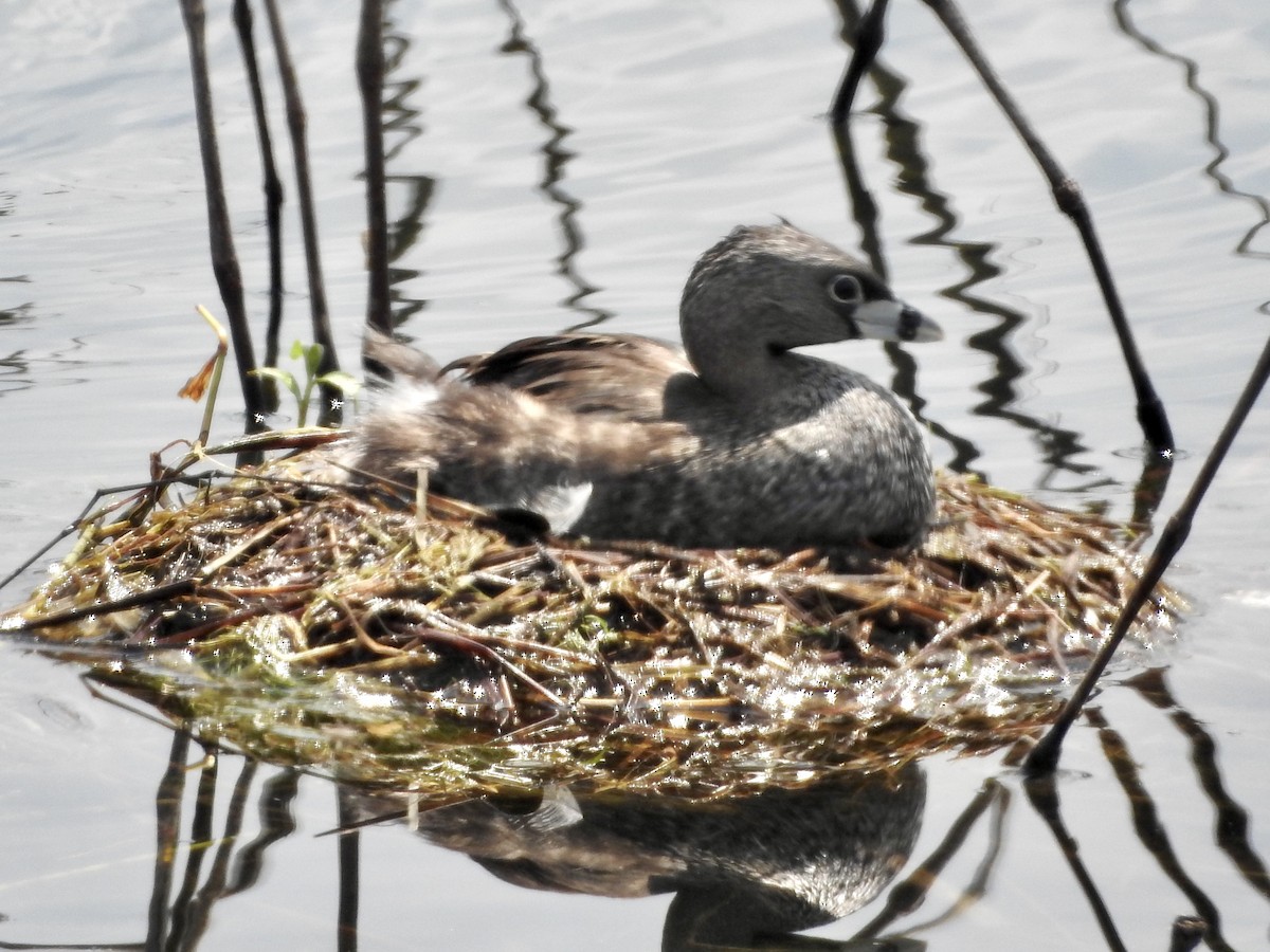 Pied-billed Grebe - ML600670661