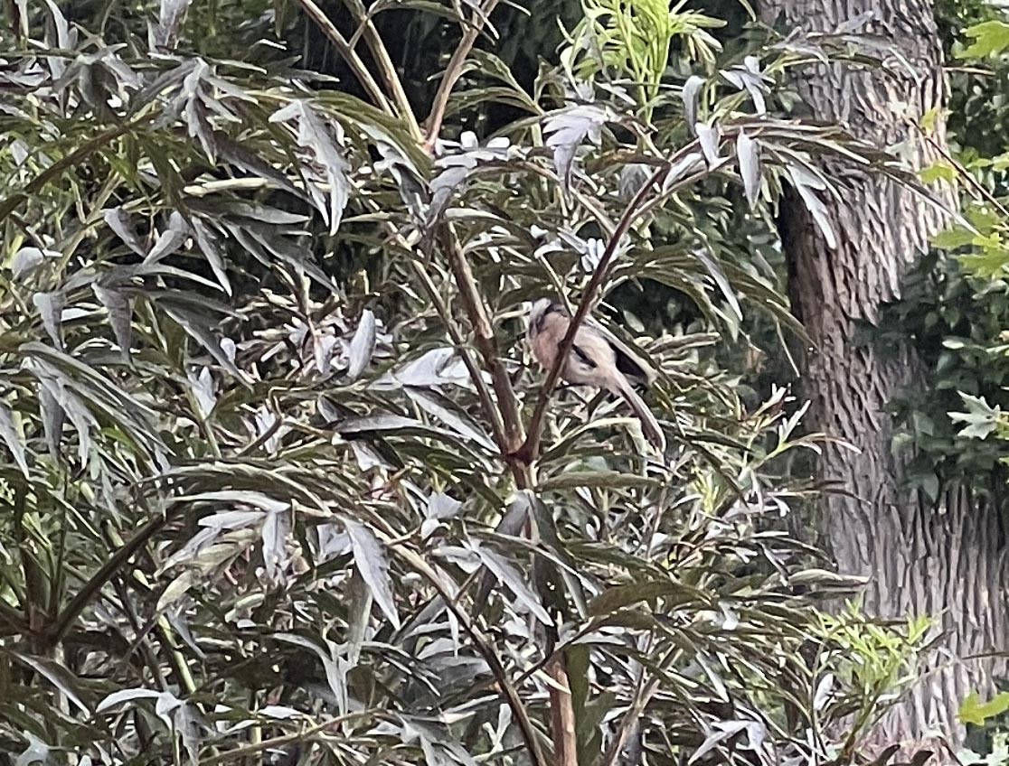 Bushtit - ML600670801