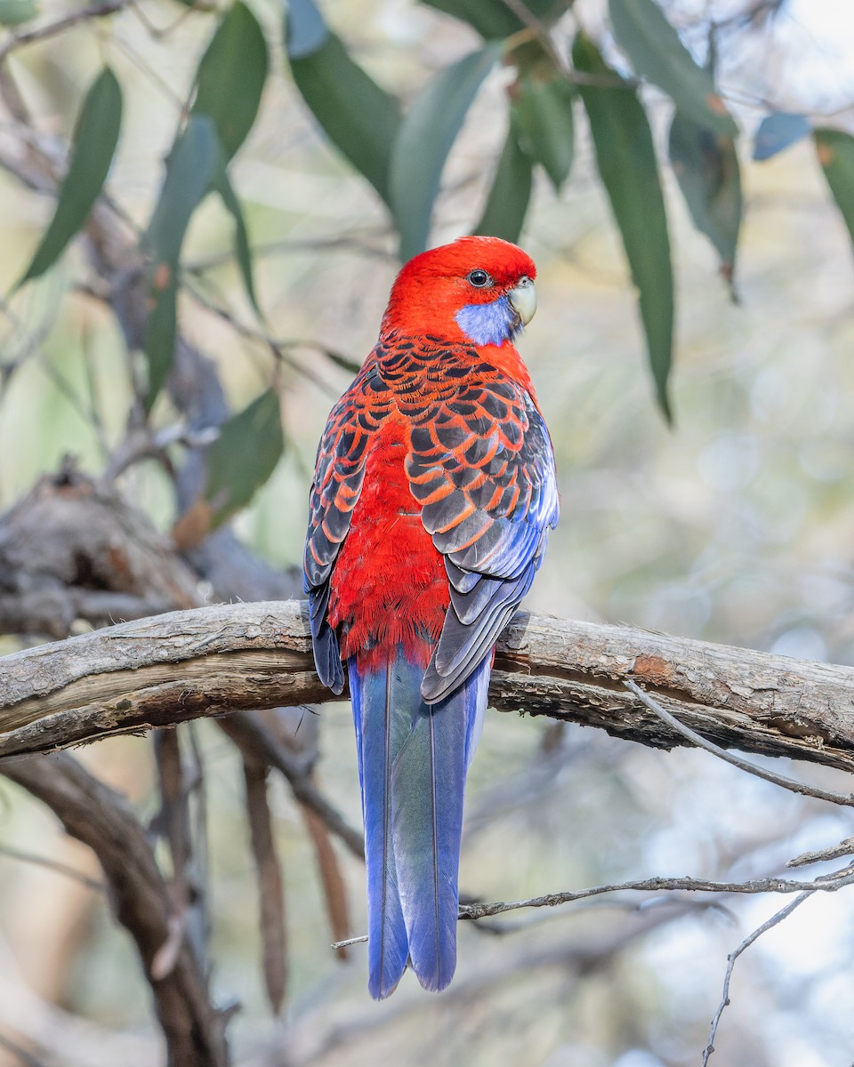 Crimson Rosella - ML600671411