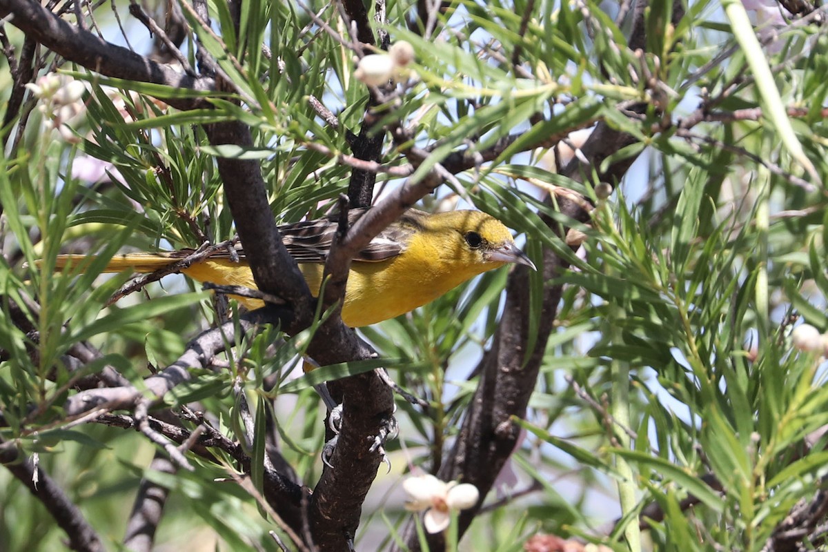Hooded Oriole - ML600672381