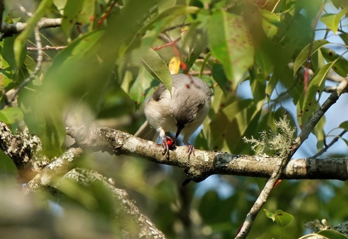 Mésange bicolore - ML600672751