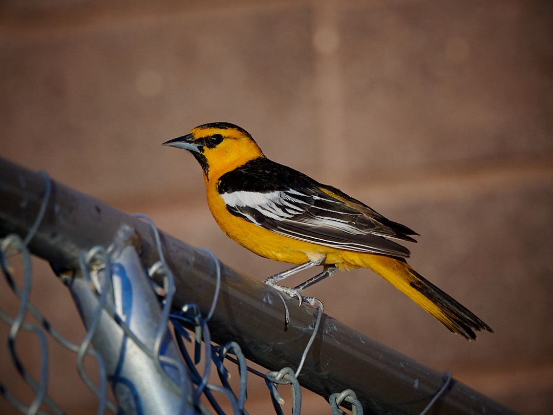 Bullock's Oriole - Barry Elkind