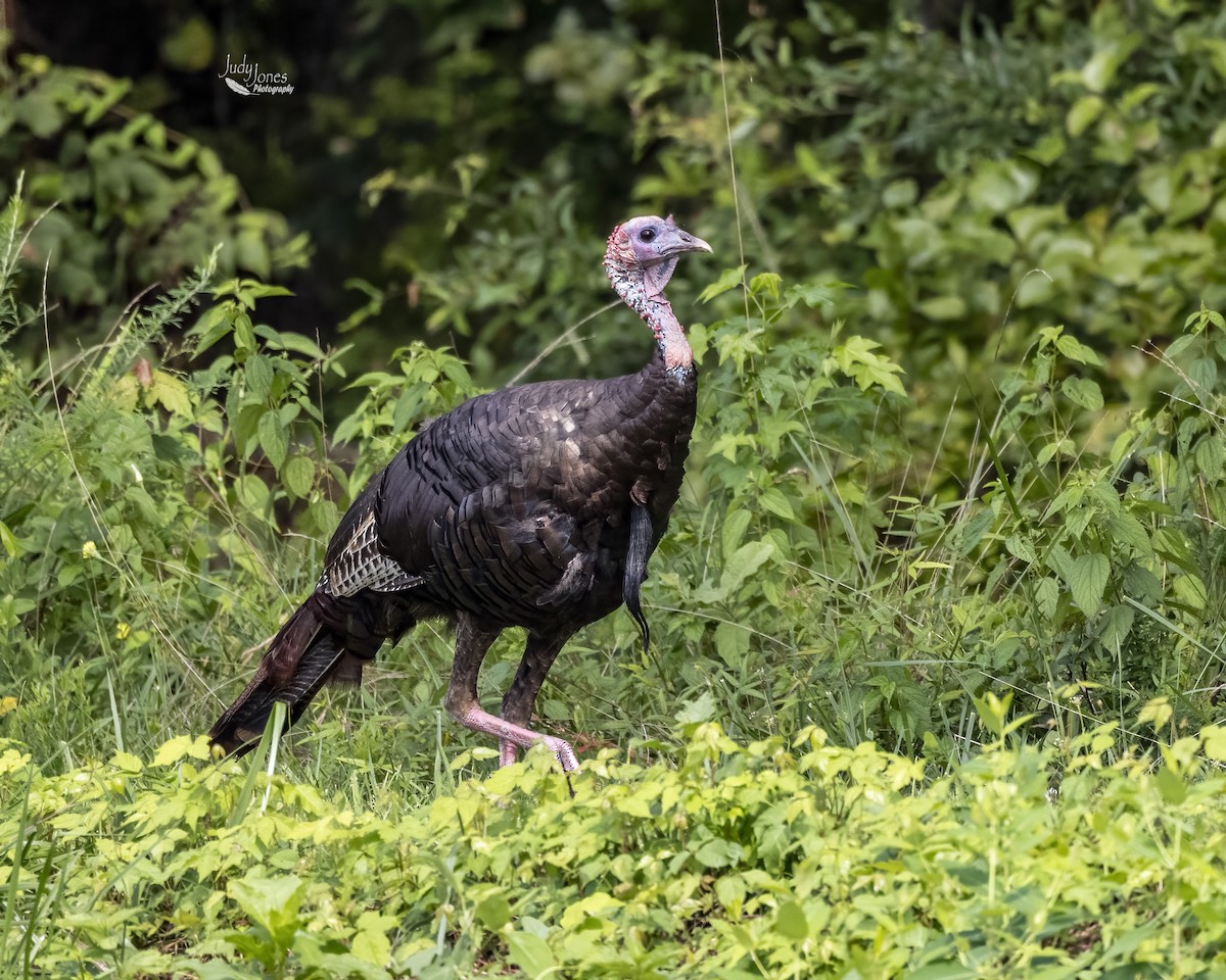 Wild Turkey - Judy Jones