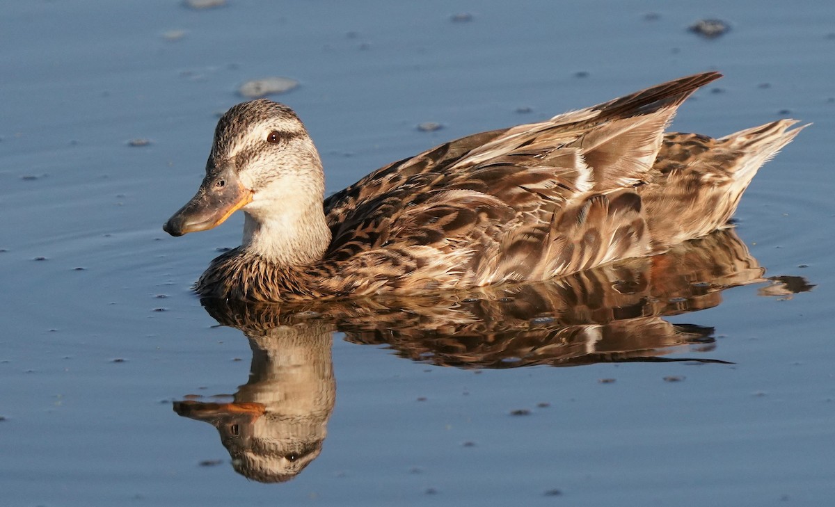 Mallard - Richard Block