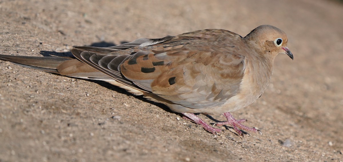 Mourning Dove - ML600674401