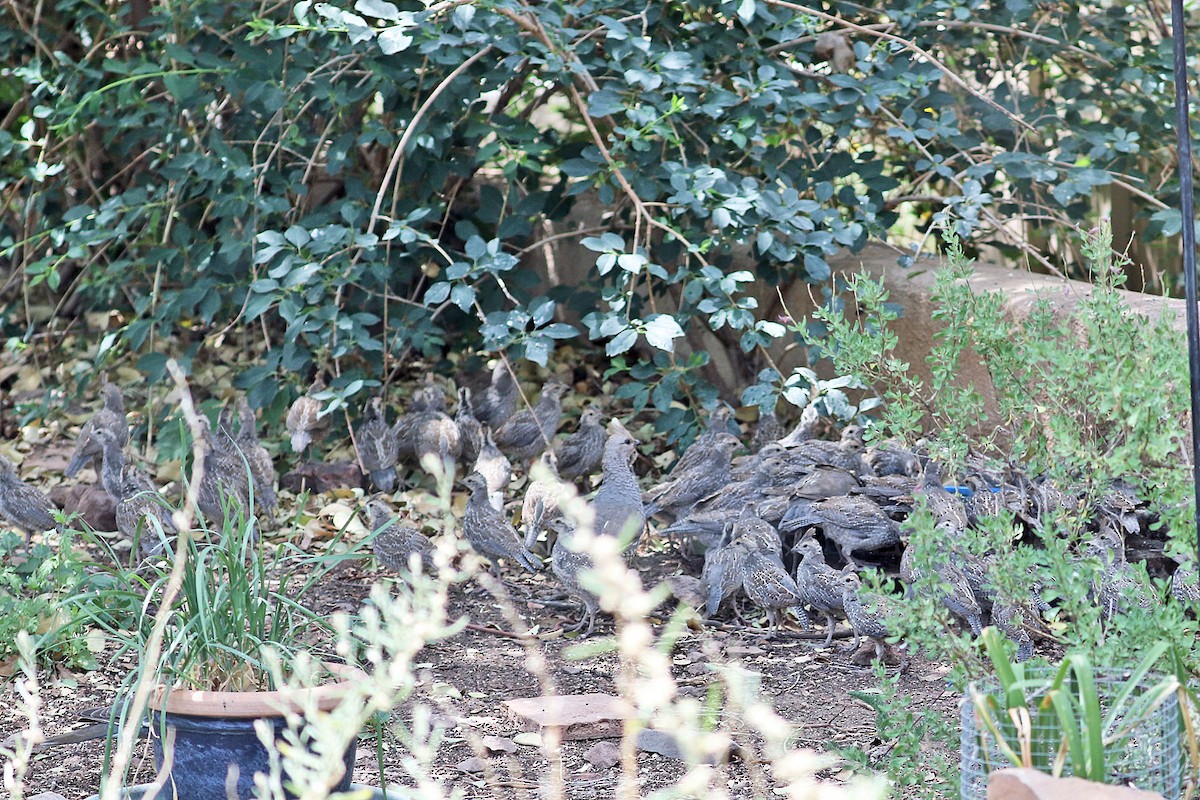 Scaled Quail - ML600674711