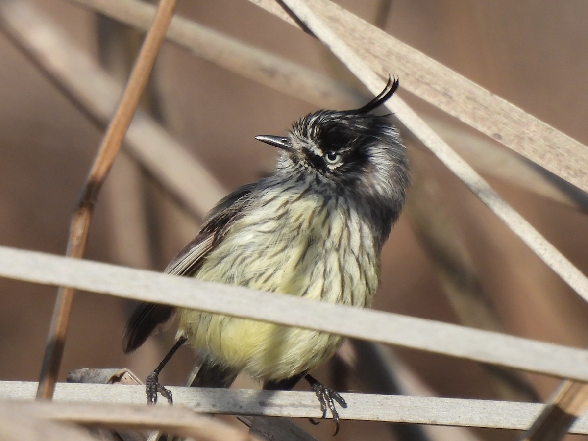 Tufted Tit-Tyrant - ML600674971