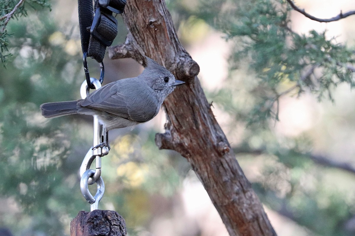Juniper Titmouse - ML600675401