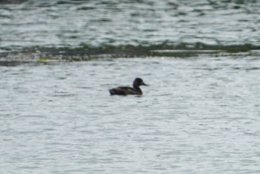 Lesser Scaup - ML600675871