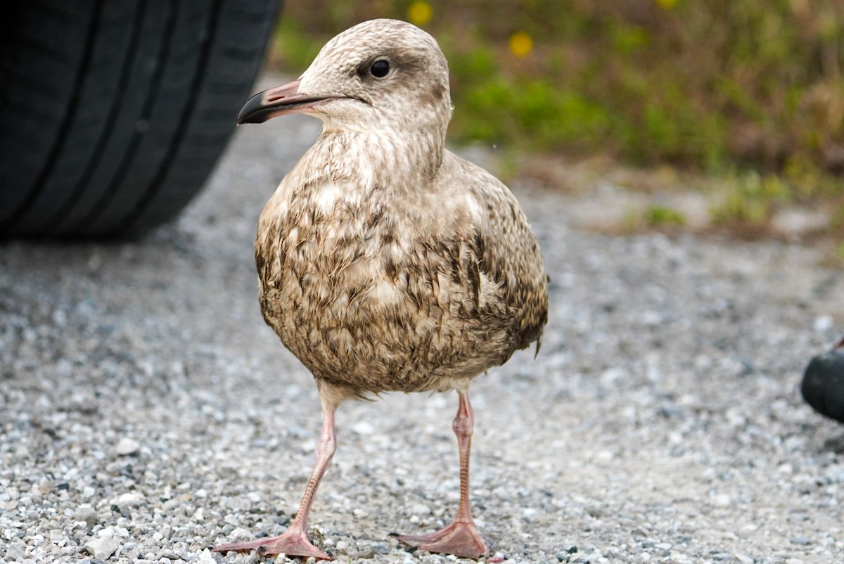 Herring Gull - ML600677011