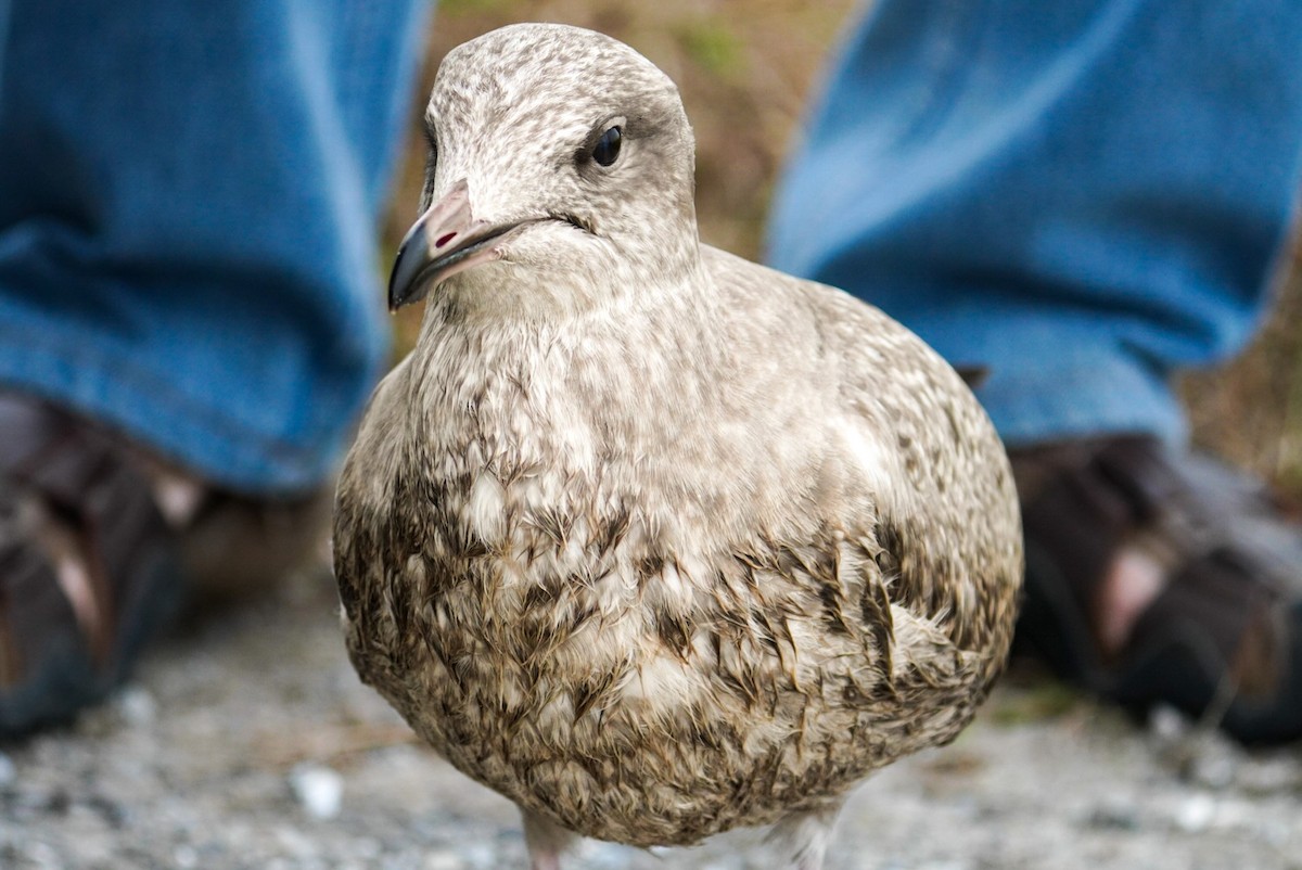 Herring Gull - ML600677021