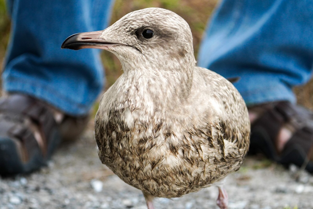 Herring Gull - ML600677041