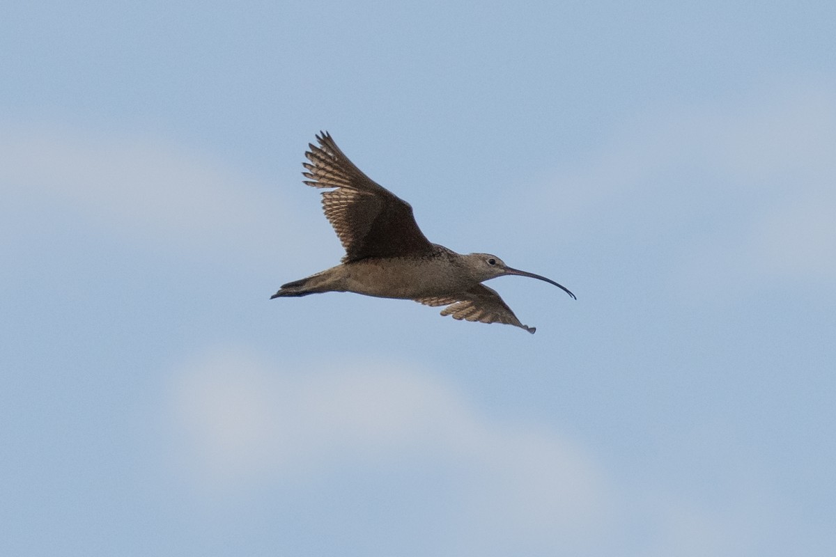 Long-billed Curlew - Kyle Landstra