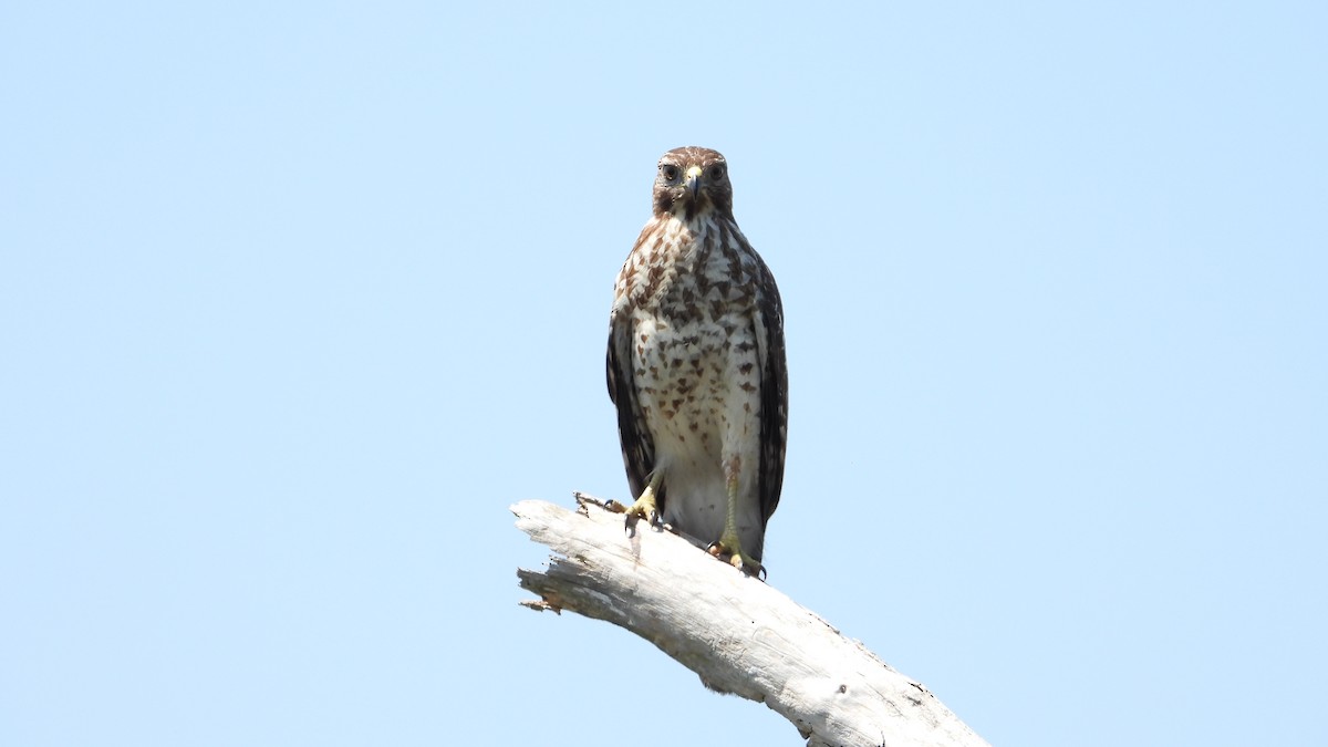 Red-shouldered Hawk - ML600679001