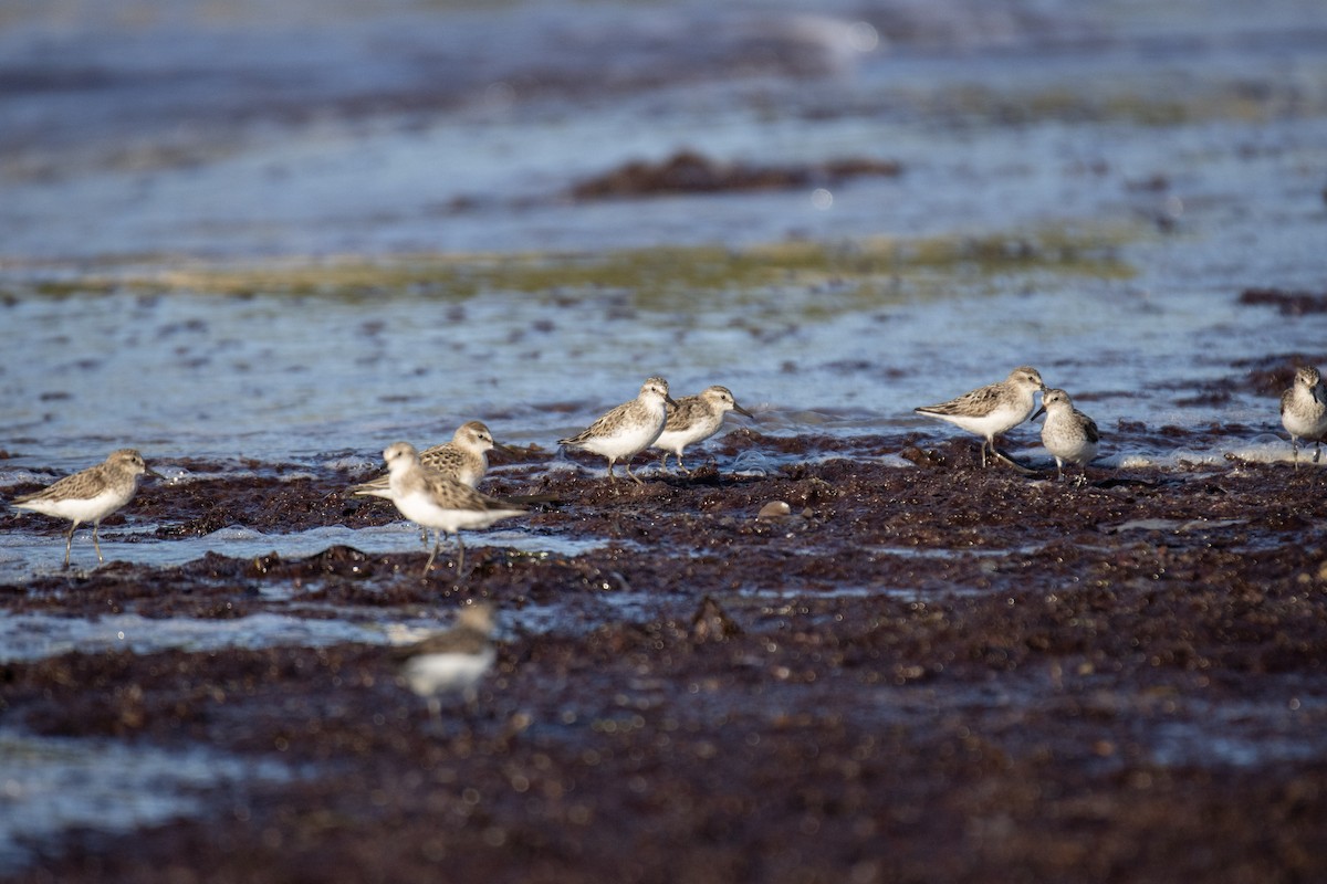 Semipalmated Sandpiper - ML600679161