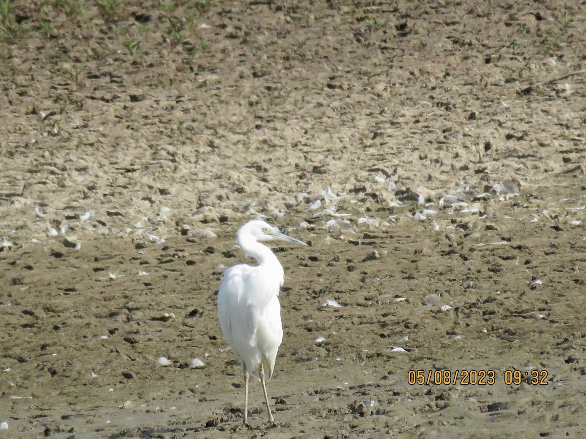 Little Blue Heron - David Patick