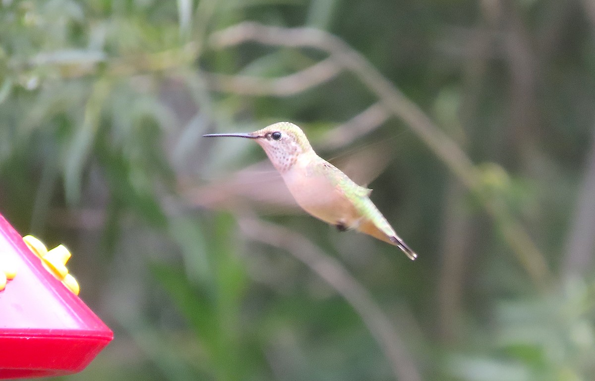 Calliope Hummingbird - ML600682861