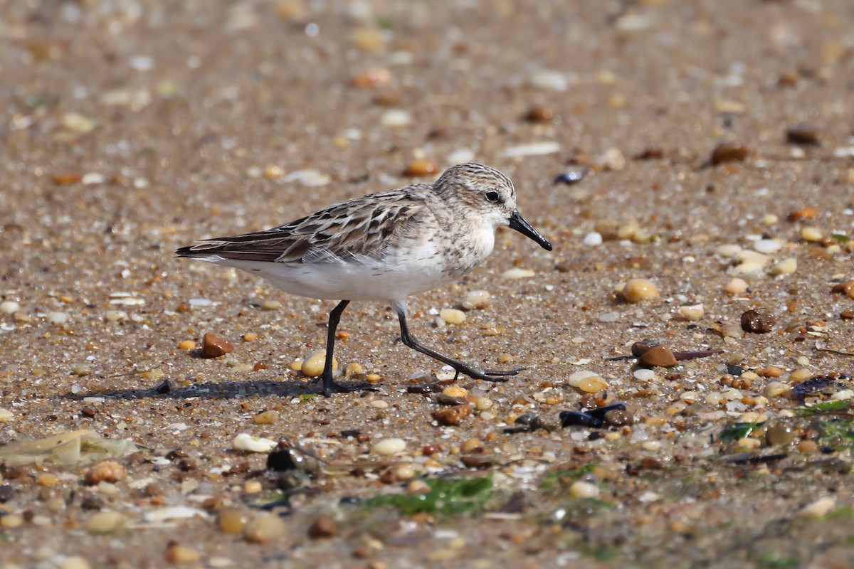 Semipalmated Sandpiper - Andy Wilson