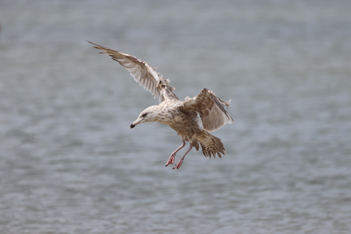 Herring Gull - Andy Wilson