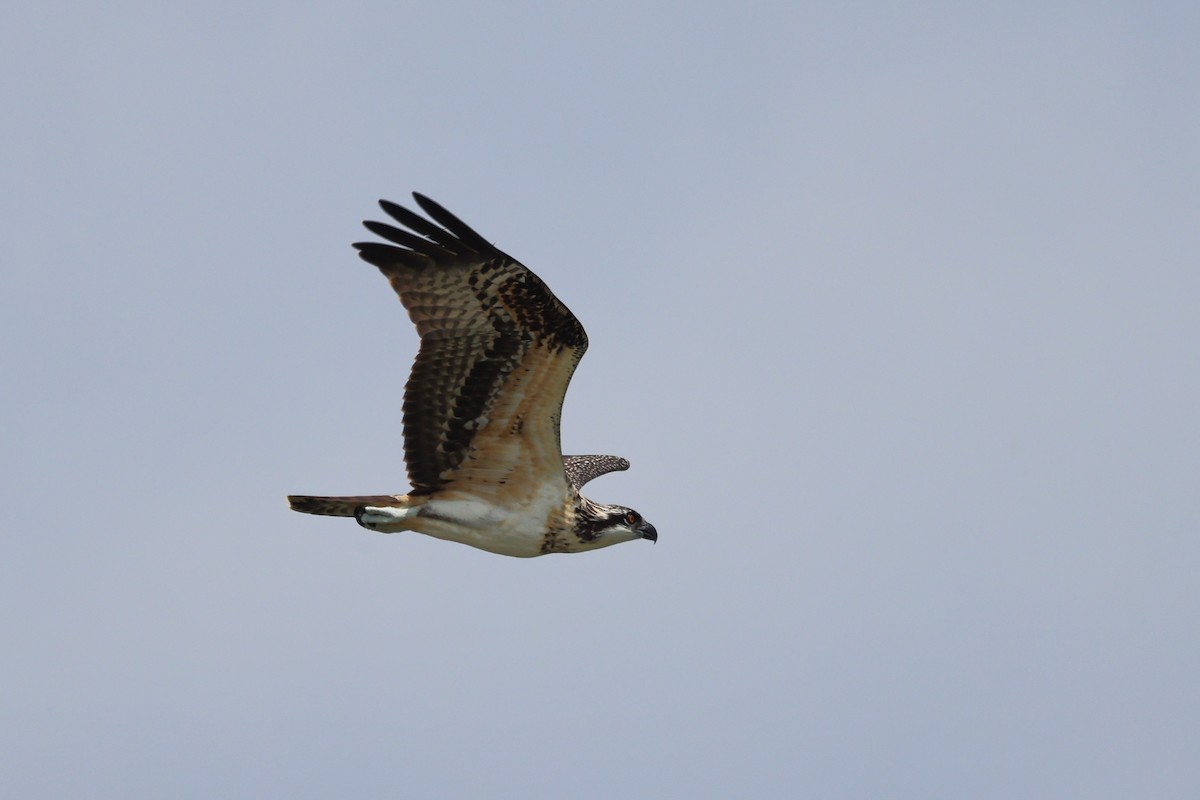 Águila Pescadora - ML600683381