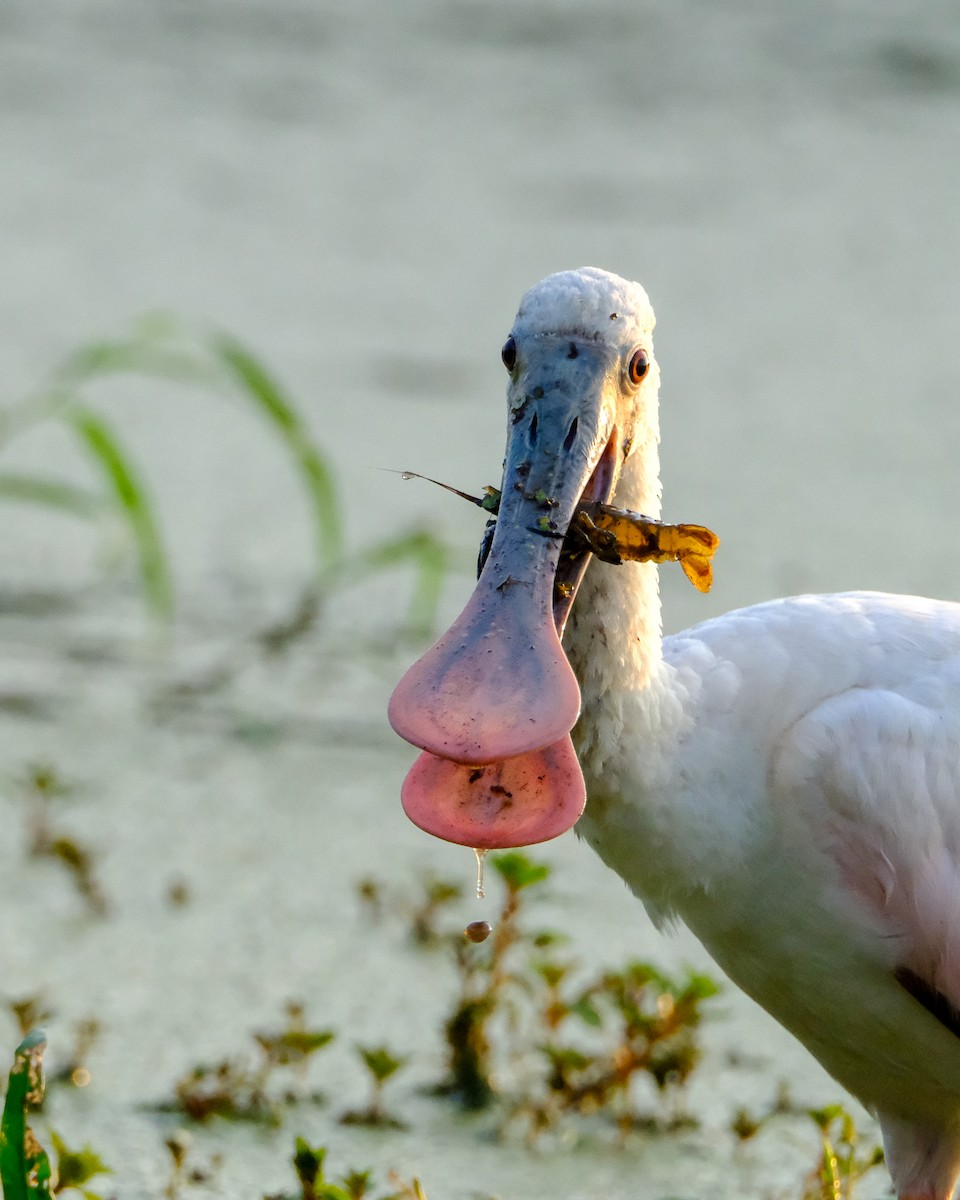 Roseate Spoonbill - Nick Jendrowski