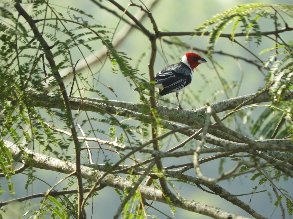 Red-cowled Cardinal - Ricardo Kajita
