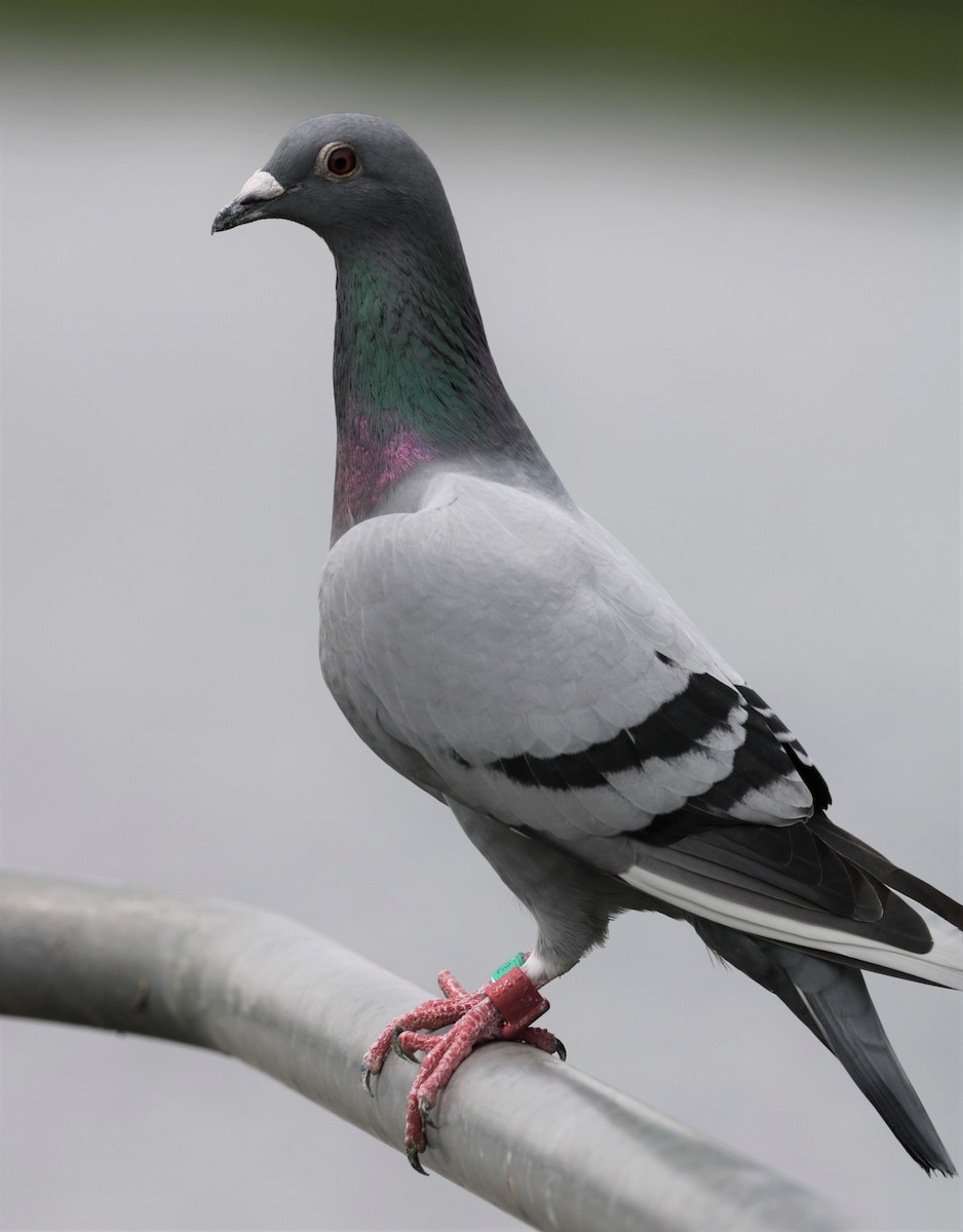 Сизый голубь (Одомашненного типа) - ML600685931