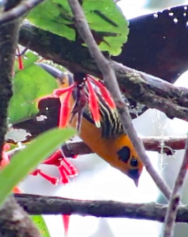 Golden Tanager - ML600686101