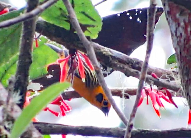 Golden Tanager - Diane Drobka