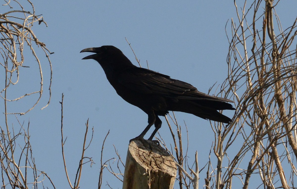 Common Raven - Bill Telfair