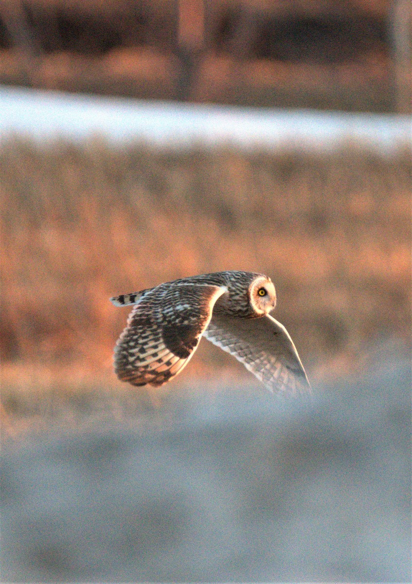 Short-eared Owl - ML600687051