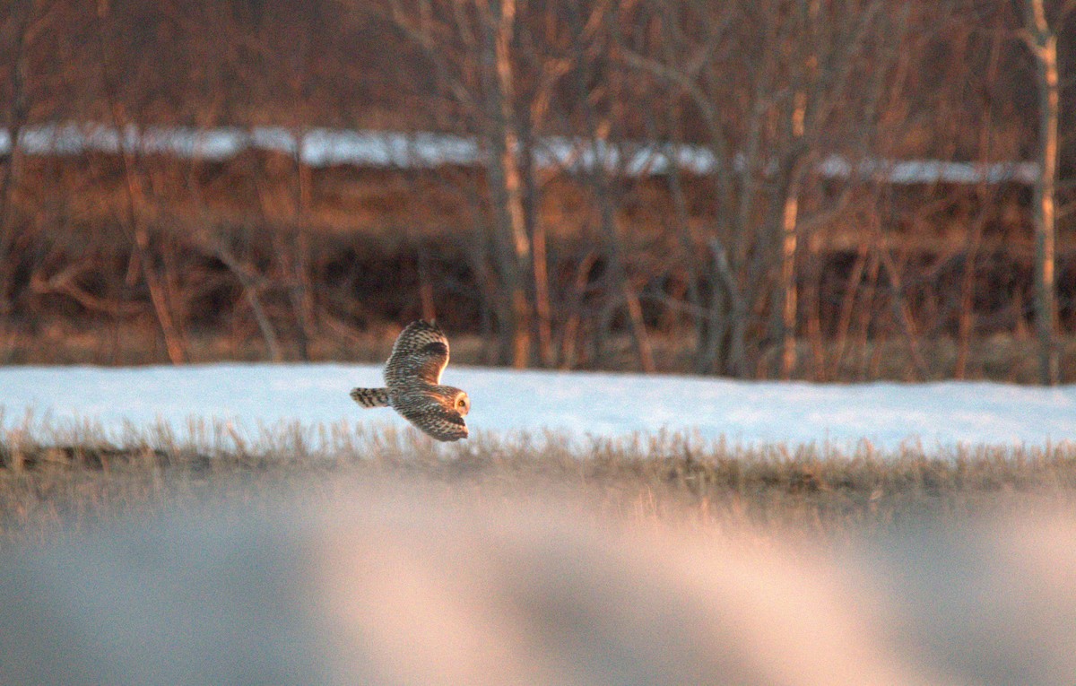 Short-eared Owl - ML600687061