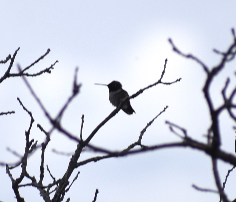 Black-chinned Hummingbird - M. Rogers