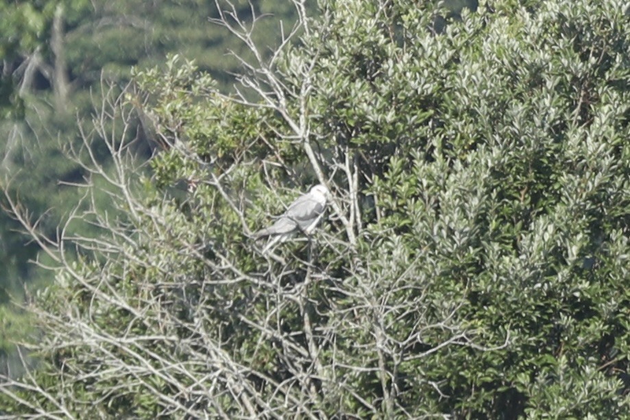 White-tailed Kite - ML600687621