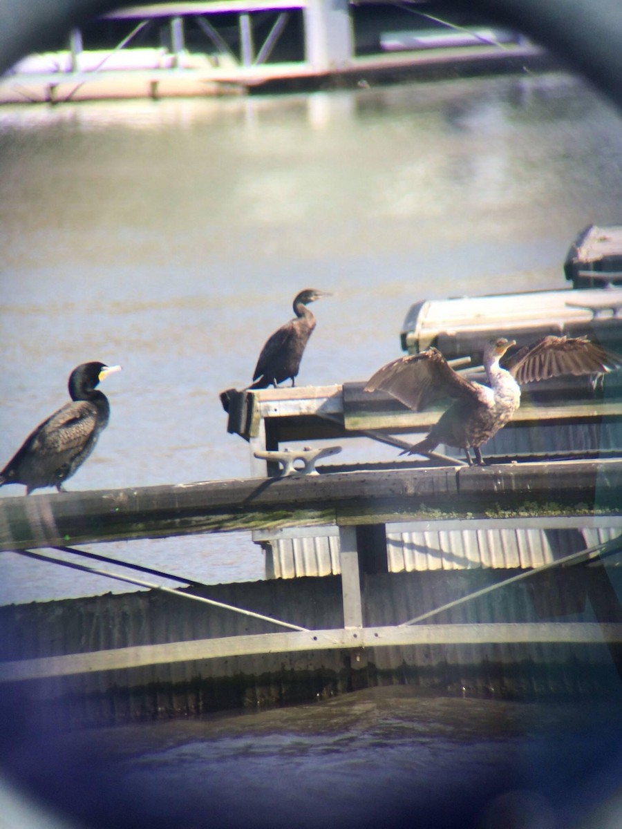 Neotropic Cormorant - Nicole Freshour