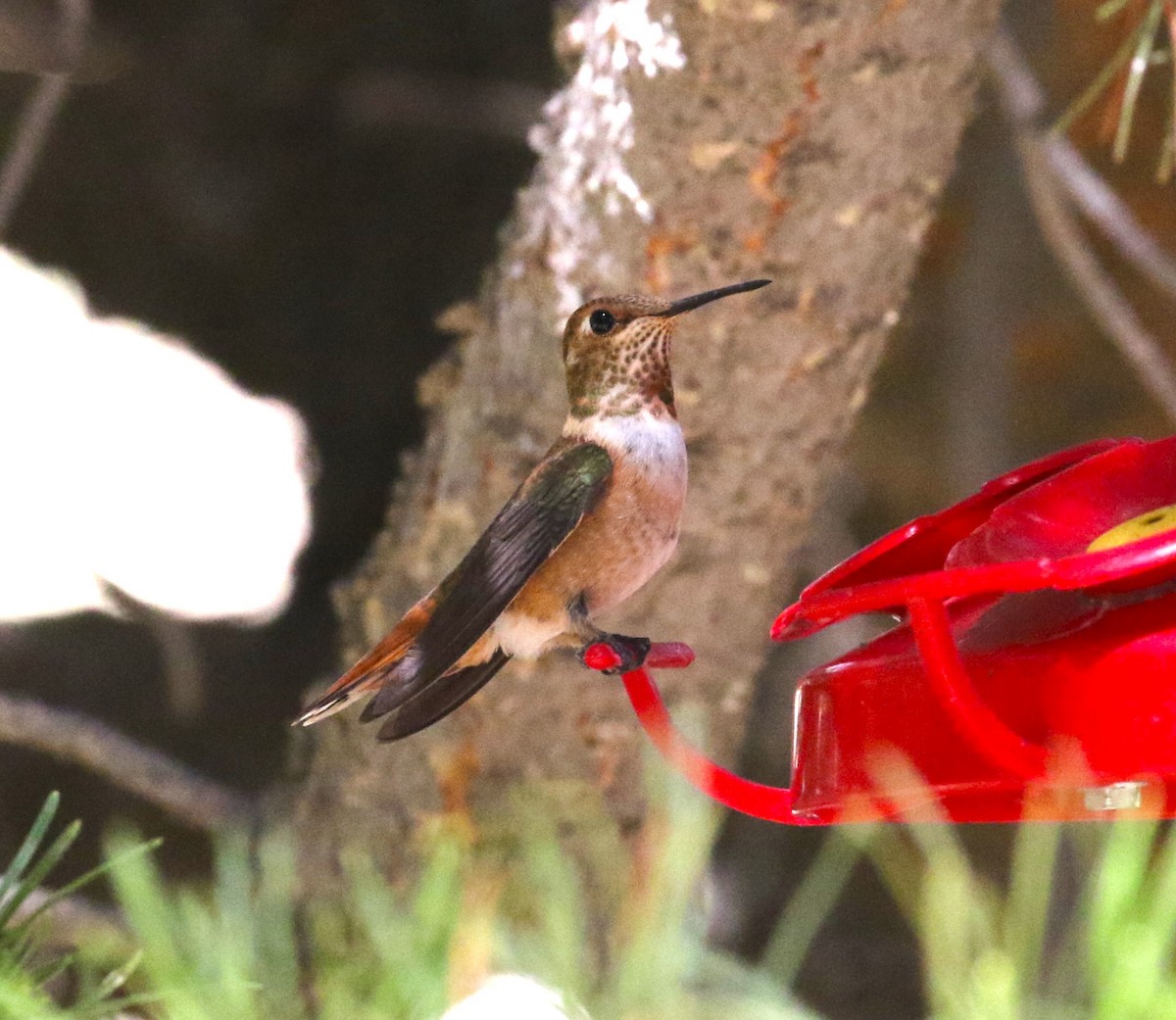 kalypta rezavolesklá - ML600687961