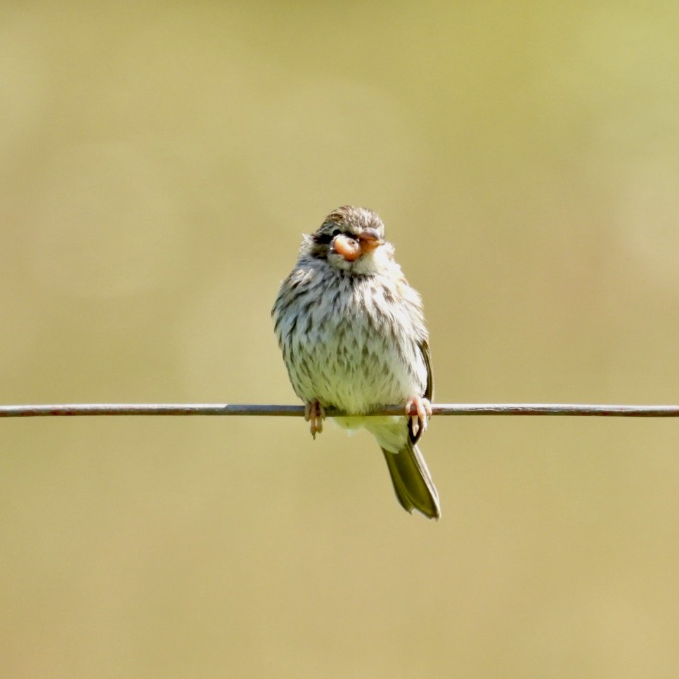 Chipping Sparrow - ML600688141