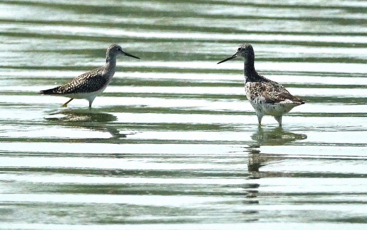 Greater Yellowlegs - Cynthia Ehlinger