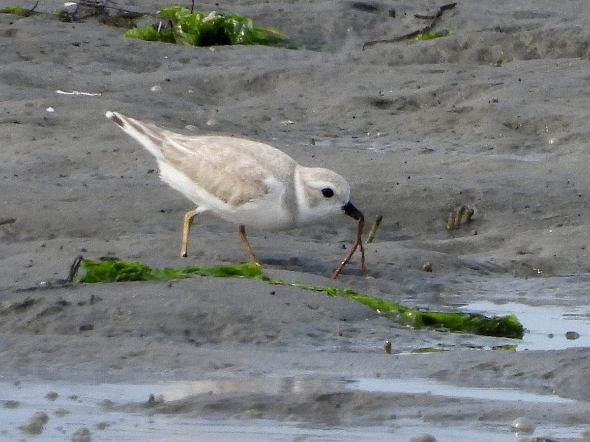 Piping Plover - ML600689501