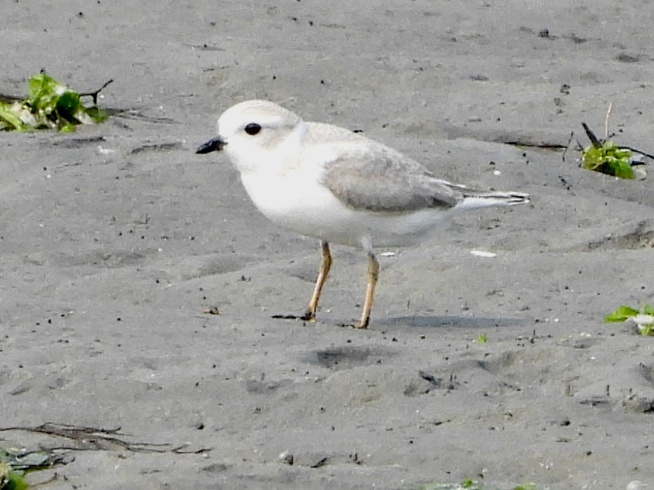 Piping Plover - ML600689511