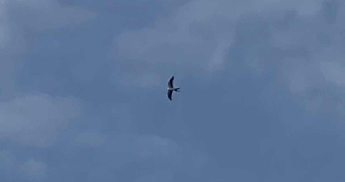 Swallow-tailed Kite - ML600689731