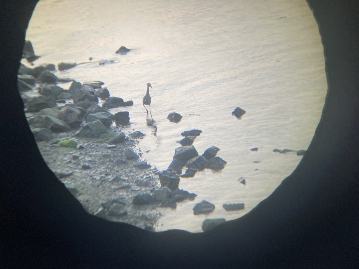 Yellow-crowned Night Heron - Fen Levy