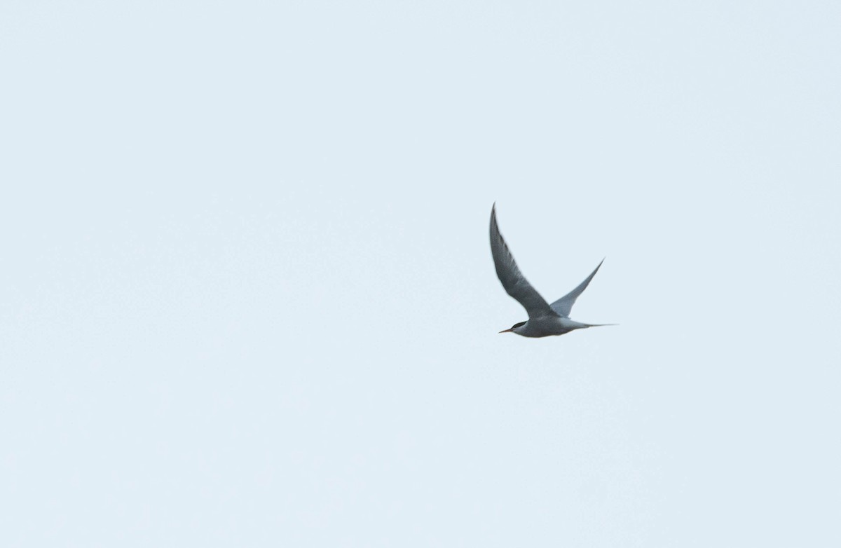 Arctic Tern - ML600692131