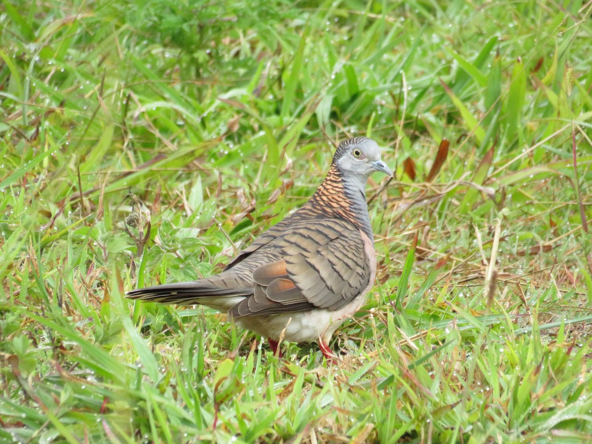 Bar-shouldered Dove - Albert Ross