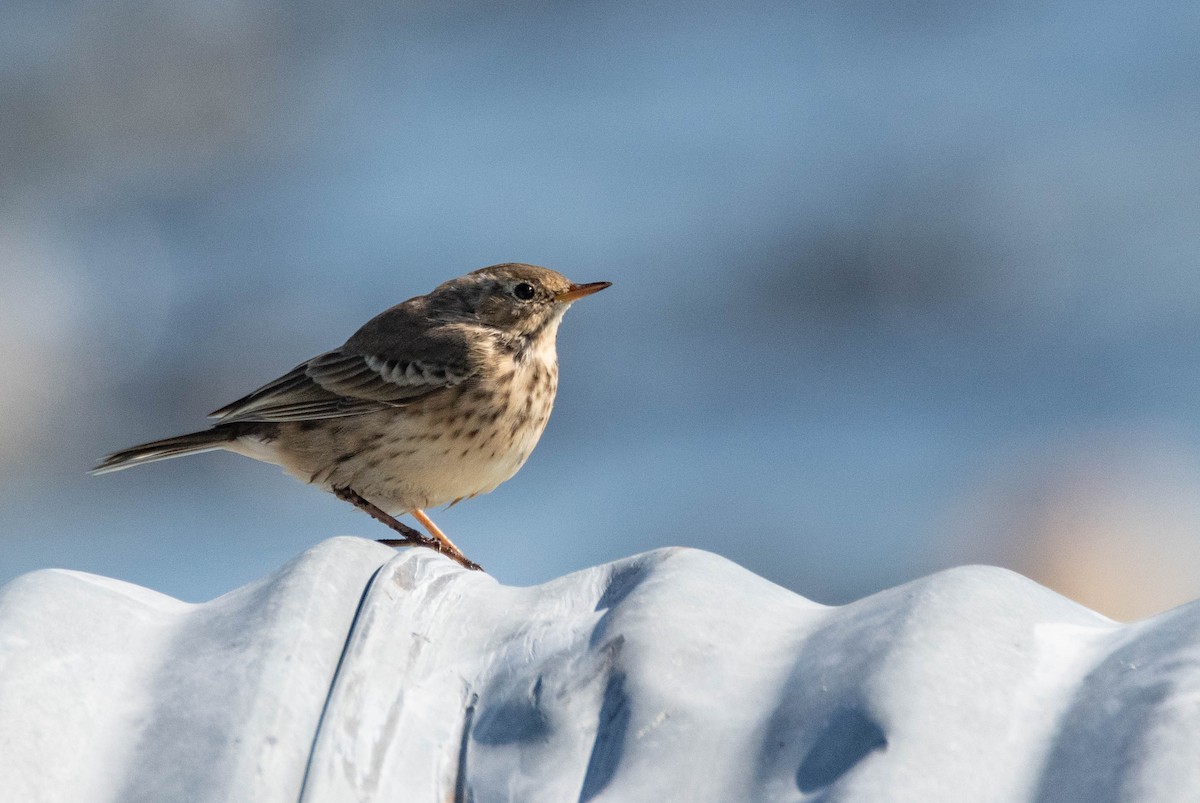 American Pipit - Andra Florea