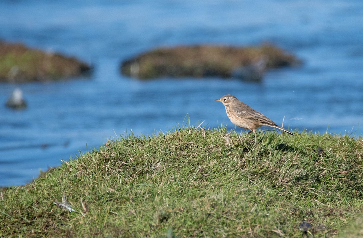 American Pipit - Andra Florea